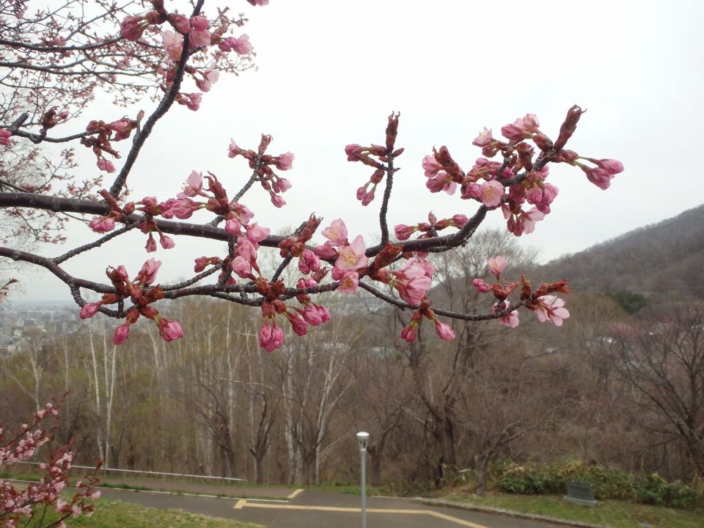 2023年4月20日サクラ開花状況 (5)