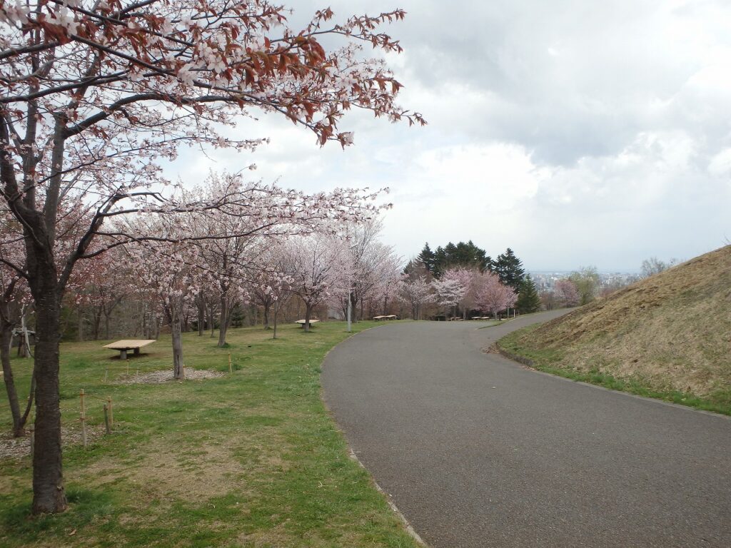 2023年4月24日園内桜の状況 桜並木の様子