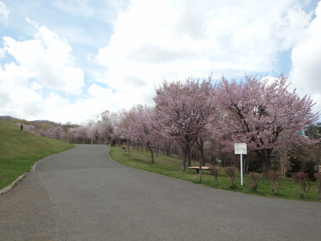 2023年4月24日園内桜の状況 桜並木の様子2