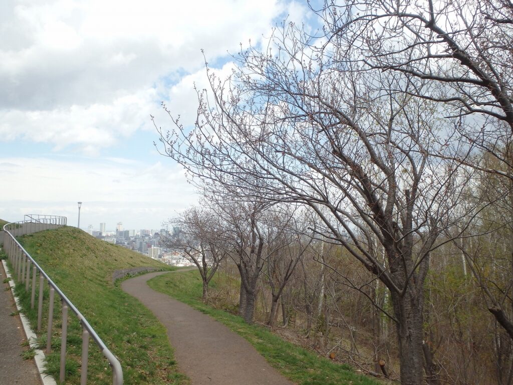 2023年4月24日園内桜の状況 八重桜の並木の様子（まだ蕾）