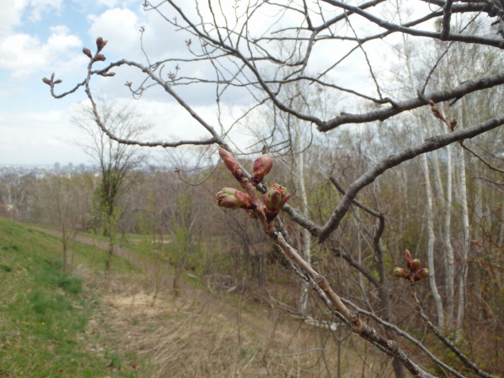 2023年4月24日園内桜の状況 八重桜の蕾の様子