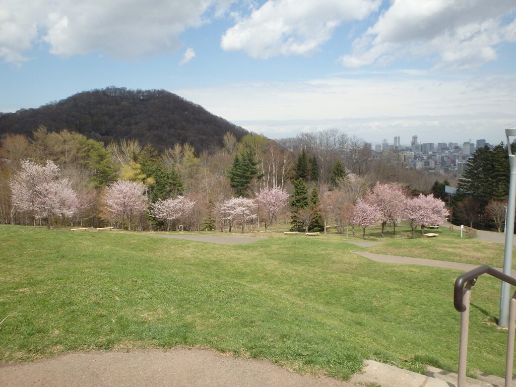 2023年4月24日園内桜の状況 円山をバックに桜並木の様子