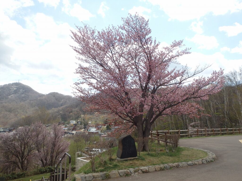 2023年4月24日園内桜の状況 展望広場の一本桜