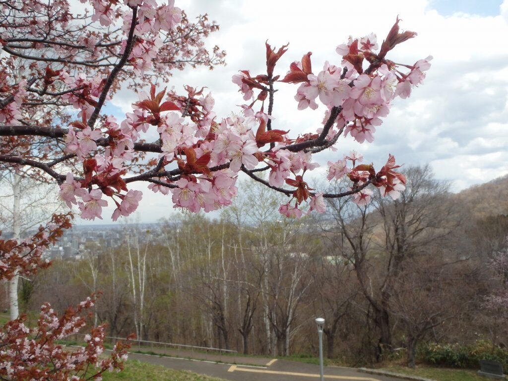 2023年4月24日園内桜の状況 展望広場の一本桜　花のアップ
