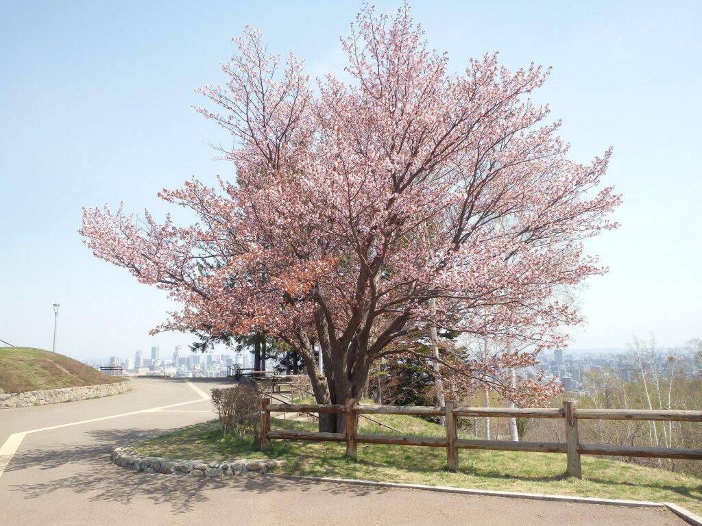 2023年4月25日桜状況 展望台一本桜