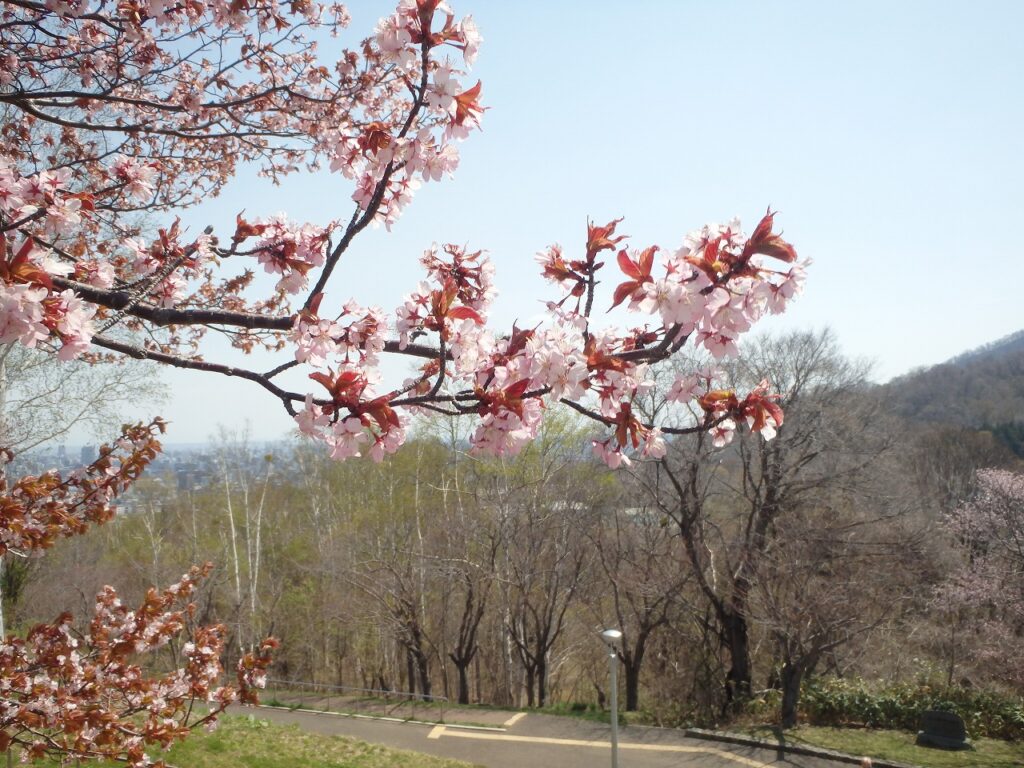 2023年4月25日桜状況 展望台一本桜2