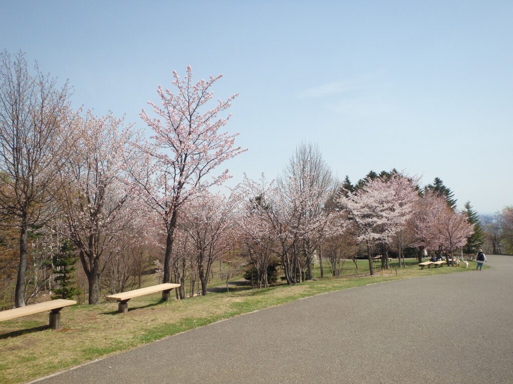 2023年4月25日桜状況 桜並木の様子2
