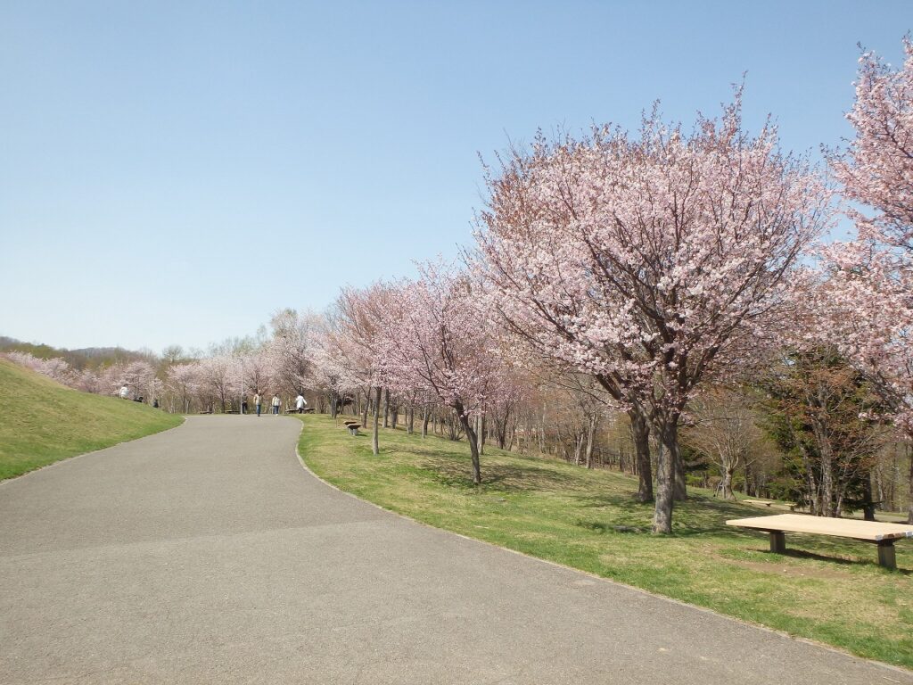 2023年4月25日桜状況 桜並木の様子