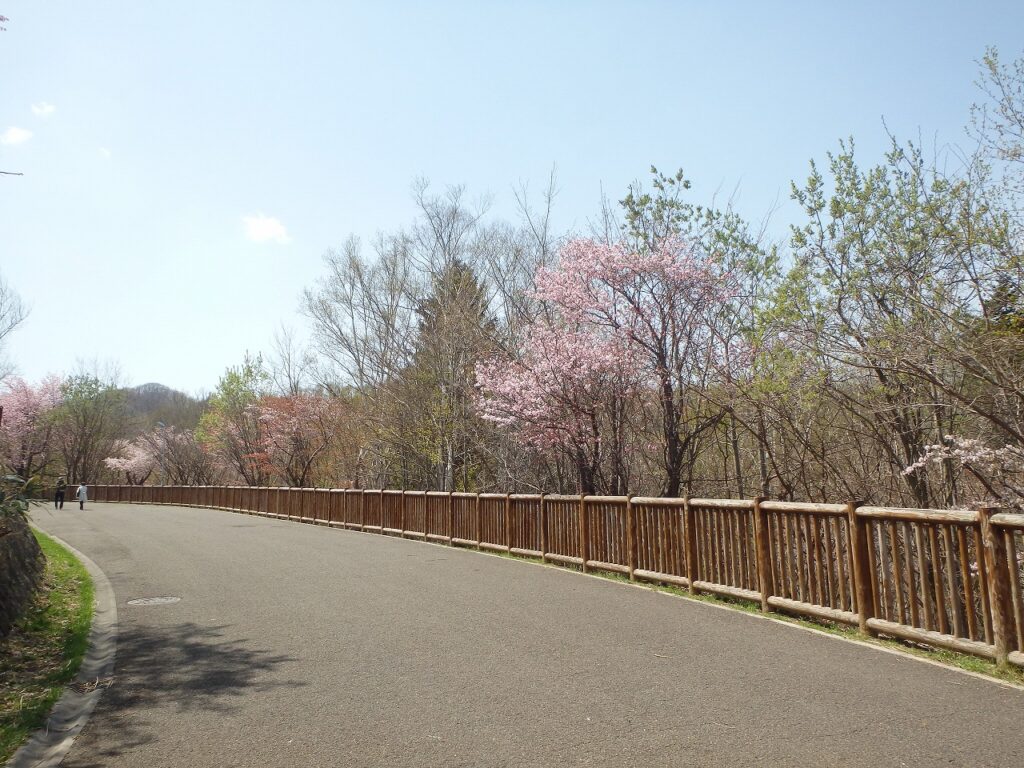2023年4月25日桜状況 園内その他の場所でも開花