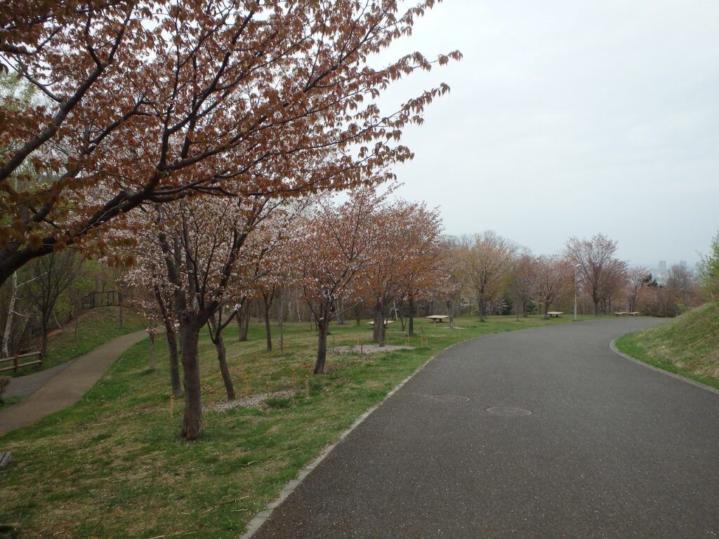 2023年4月28日桜の状況 桜並木