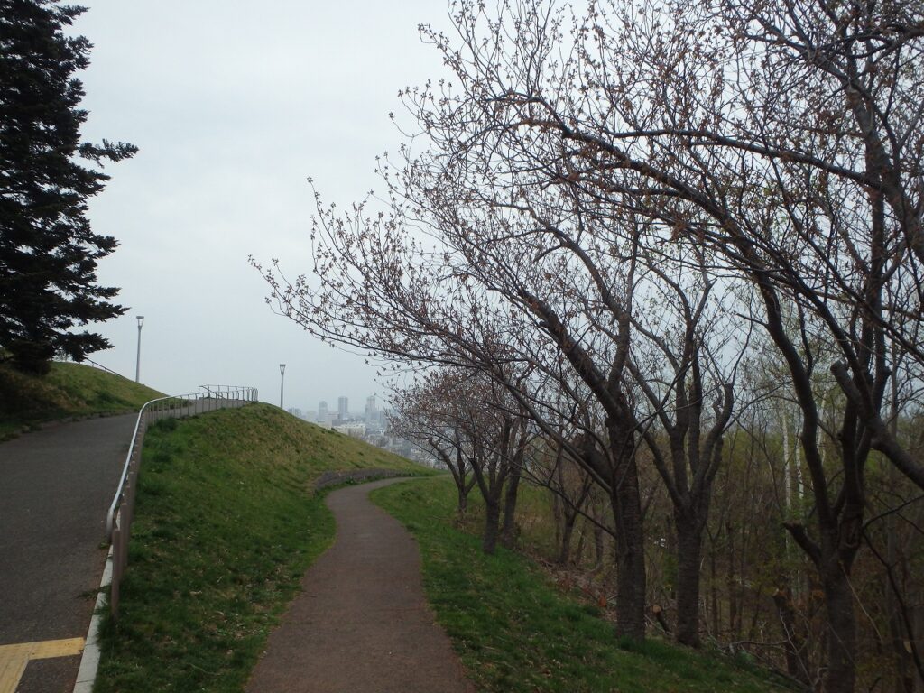 2023年4月28日桜の状況　八重桜の並木