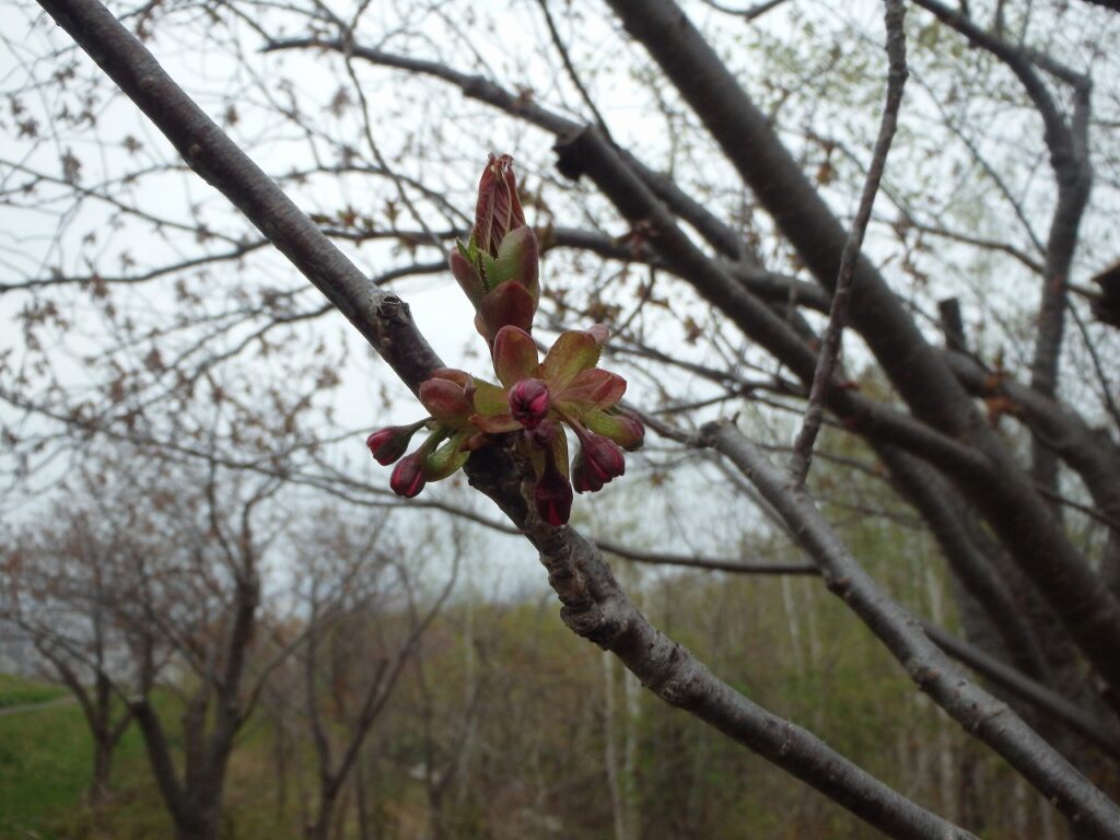 2023年4月28日桜の状況　八重桜の並木　蕾