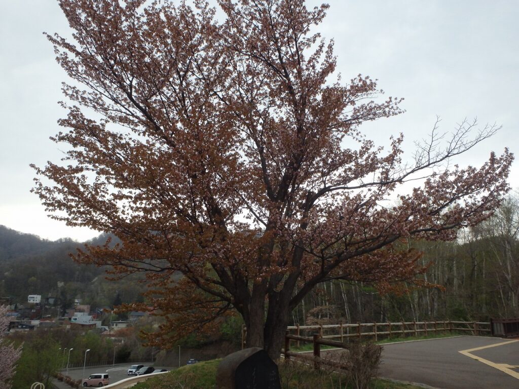 2023年4月28日桜の状況 展望台一本桜