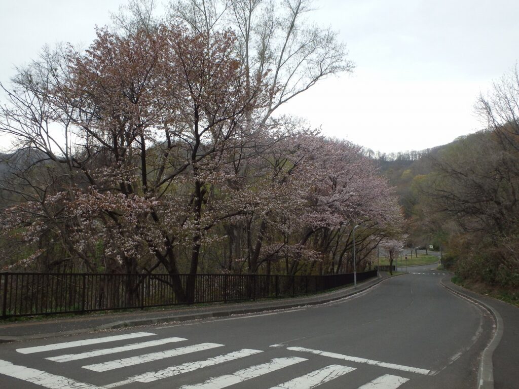 2023年4月28日桜の状況 　駐車場までの園路脇の桜