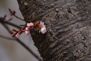 展望デッキ横の桜の様子