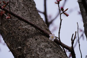 展望デッキ横の開花した桜