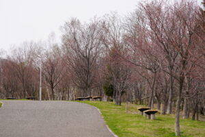 新桜並木の様子