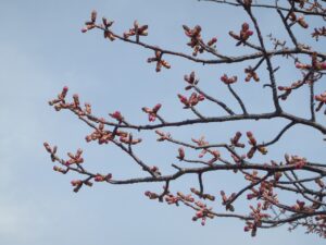 旭山記念公園の桜2023年4月14日2展望台一本桜つぼみ枝