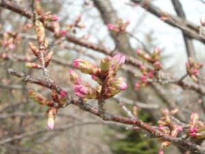 旭山記念公園の桜2023年4月14日新桜並木の桜のつぼみ