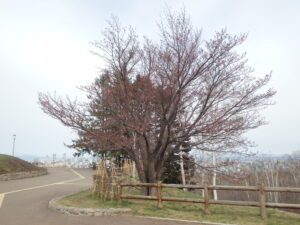 展望台の一本桜
