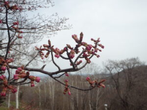 展望台の一本桜の蕾