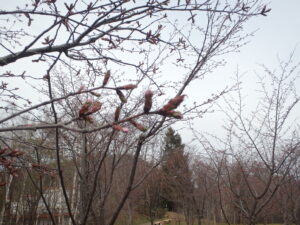 新桜並木の桜の蕾
