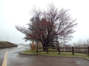 展望台横の一本桜