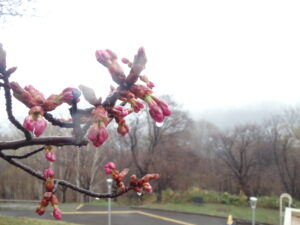 展望台横の1本桜の蕾