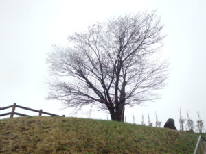 レストハウス横から見上げた、一本桜