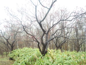 展望テラス横の梅の木