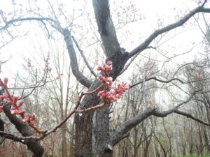展望テラス横の梅の蕾