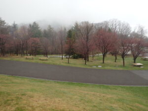 新桜並木の桜の様子