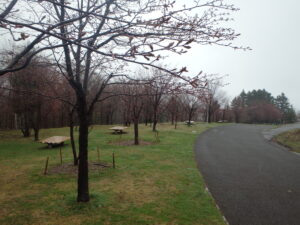新桜並木の桜の様子
