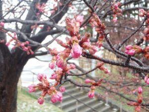 旭山記念公園の桜2023年4月17日1展望台一本桜アップ