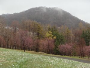 旭山記念公園の桜2023年4月17日3新桜並木と円山