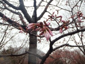 旭山記念公園の桜2023年4月17日4新桜並木桜アップ