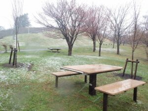 旭山記念公園の桜6新桜並木ベンチテーブル