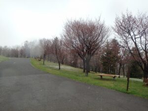 旭山記念公園の桜2023年4月17日5新桜並木
