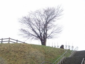 旭山記念公園の桜2023年4月17日2展望台一本桜