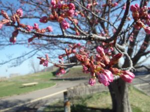 旭山記念公園の桜2023年4月18日1展望台一本桜アップ