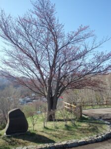 旭山記念公園の桜2023年4月18日2展望台一本桜