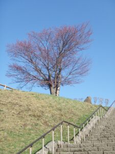 旭山記念公園の桜2023年4月18日3展望台一本桜階段