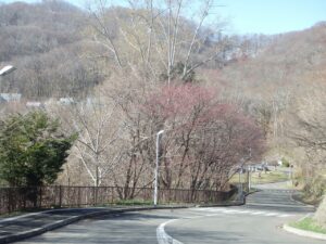旭山記念公園の桜2023年4月18日9旧桜並木