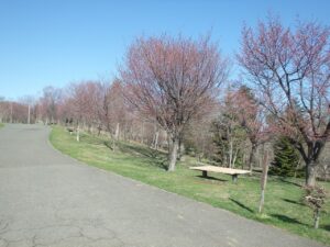 旭山記念公園の桜2023年4月18日8新桜並木