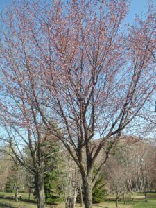 旭山記念公園の桜2023年4月18日6新桜並木の1本
