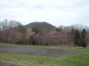 新桜並木と円山