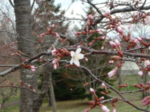 新桜並木の開花した桜
