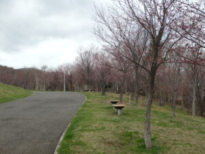 新桜並木の様子