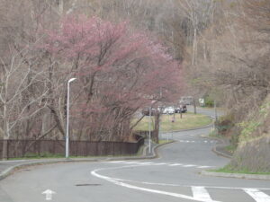 旧桜並木の開花の様子