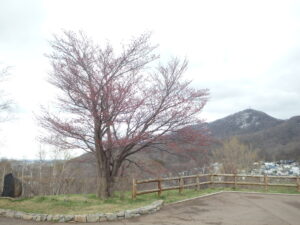一本桜の開花の様子